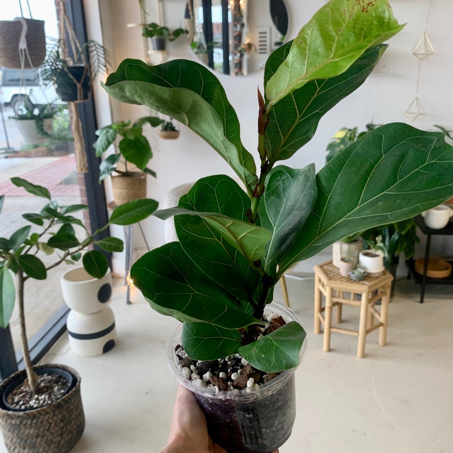 Fiddle Leaf Fig