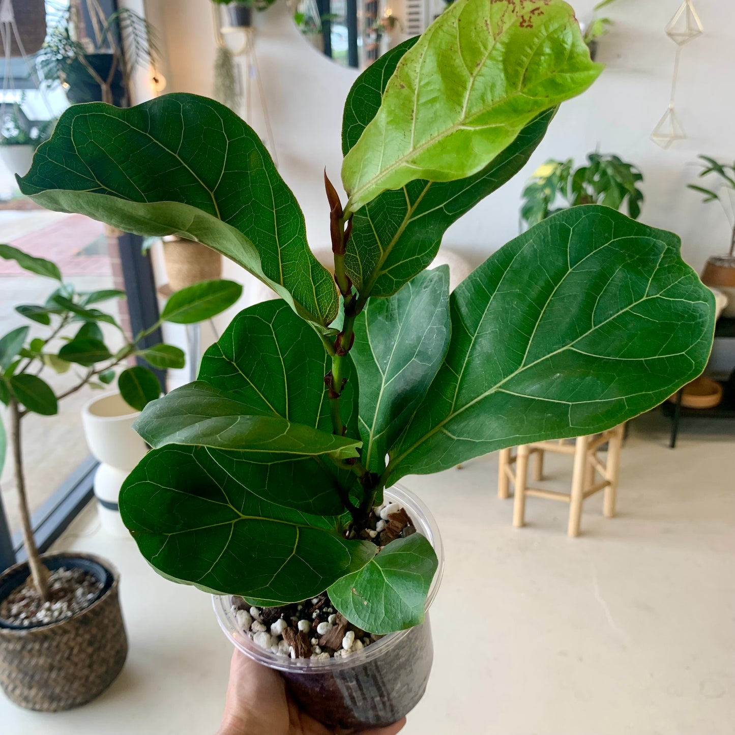 Fiddle Leaf Fig