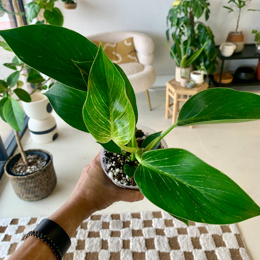 Philodendron Birkin