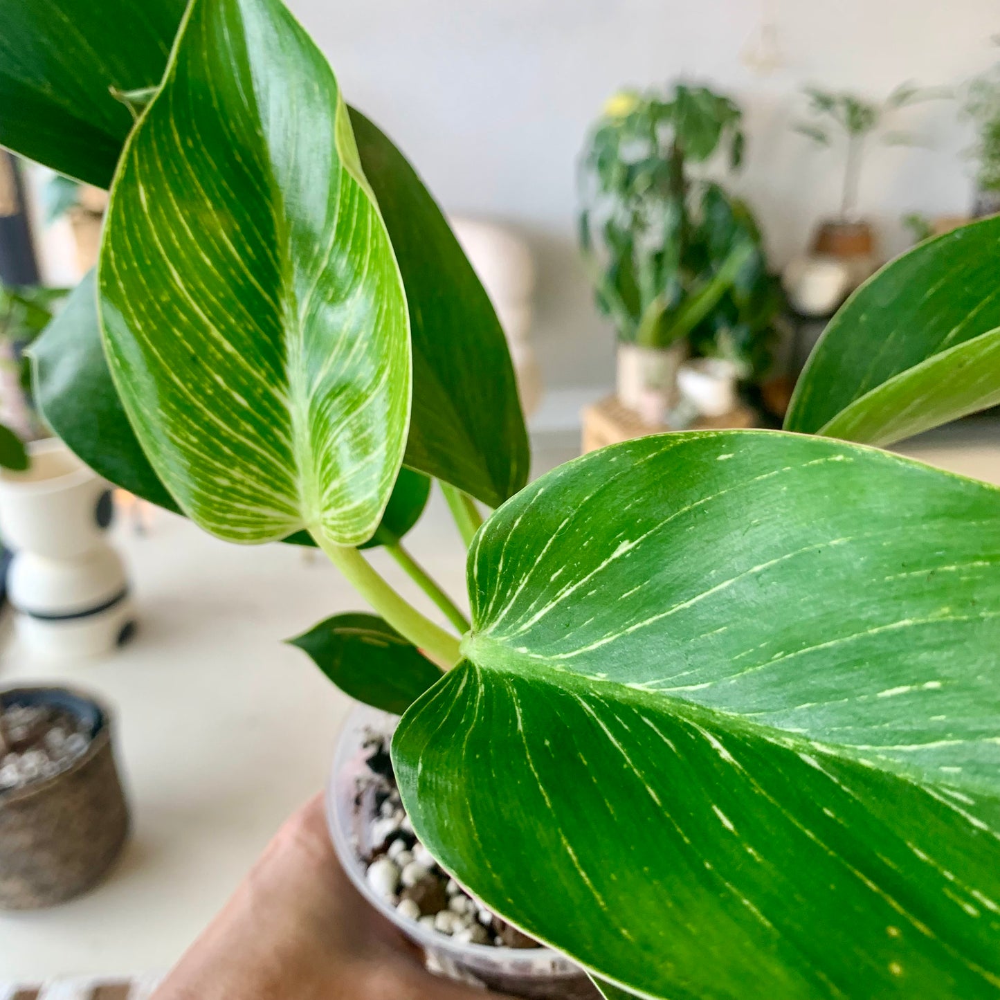 Philodendron Birkin