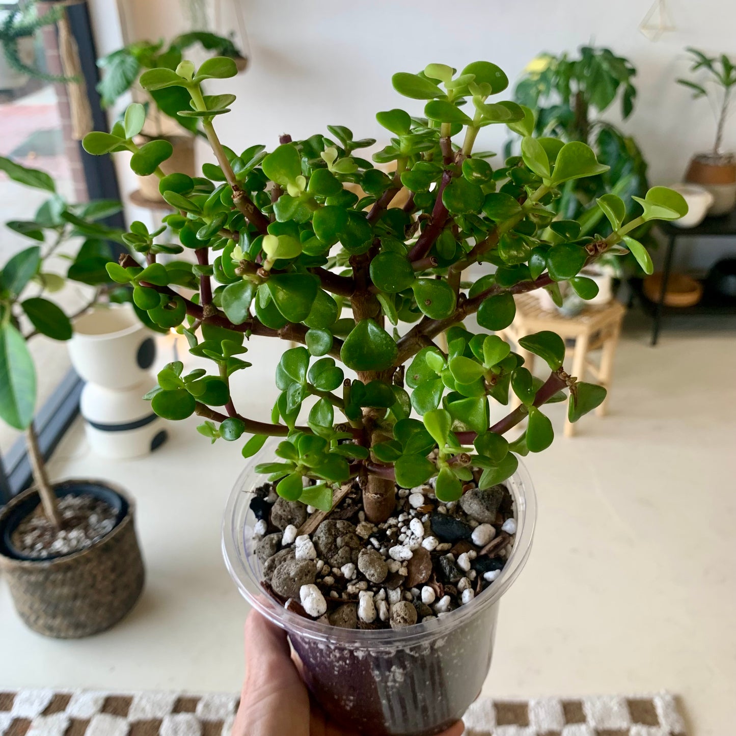 Elephant Bush Jade Tree