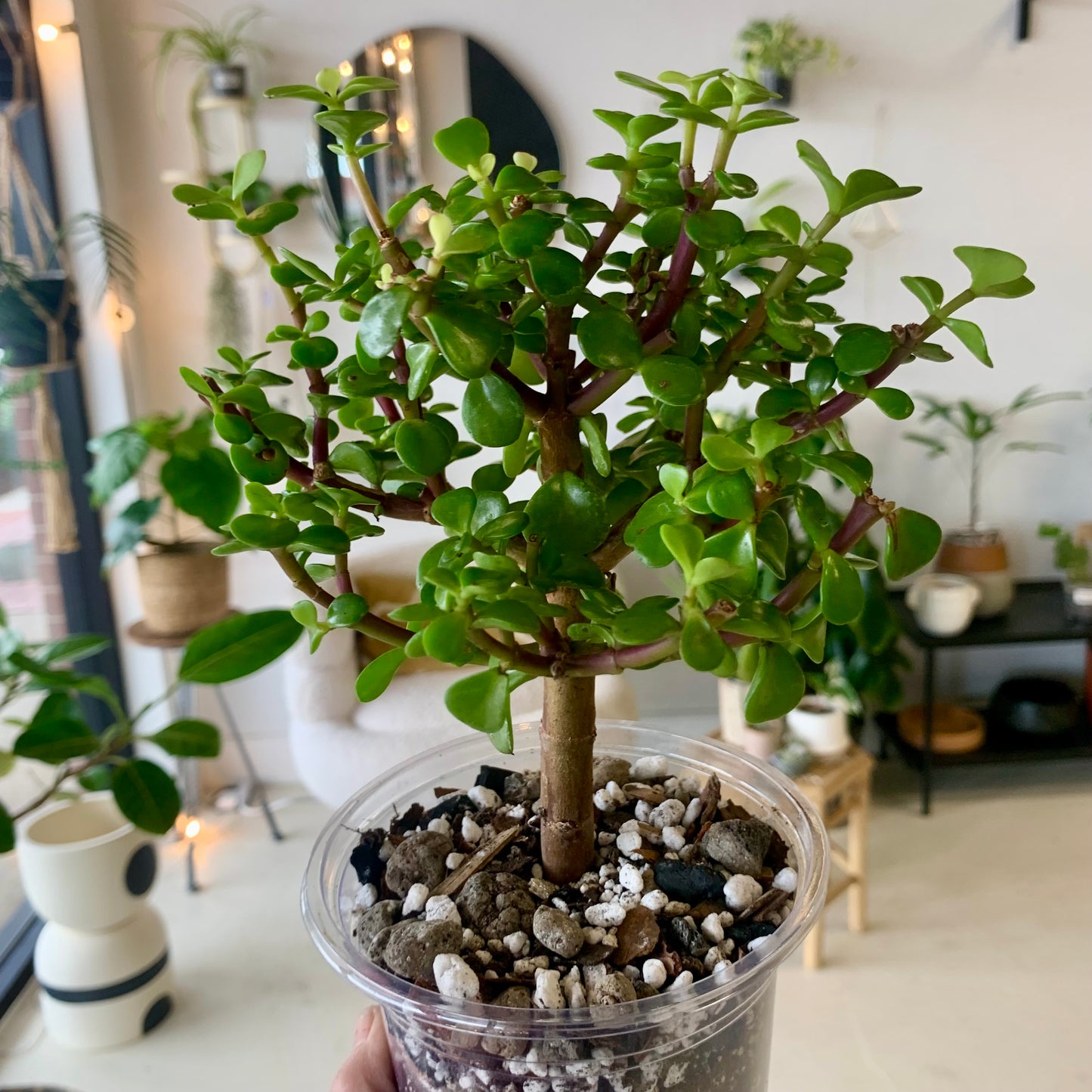 Elephant Bush Jade Tree