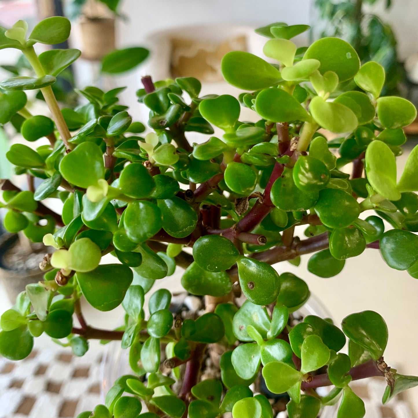 Elephant Bush Jade Tree