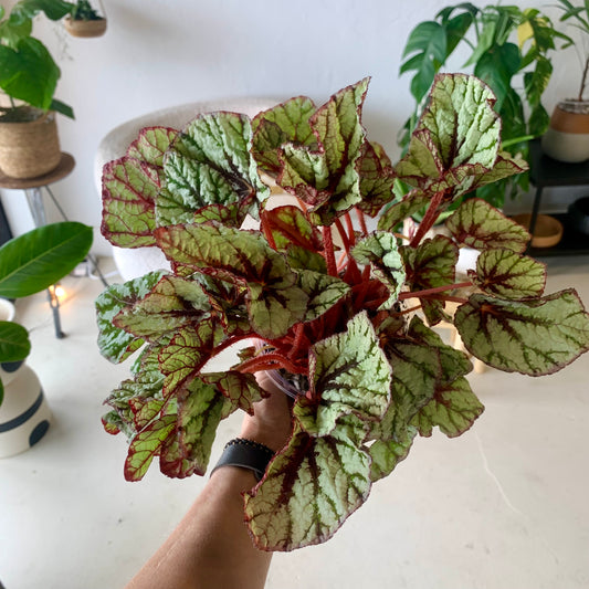 Rex Begonia