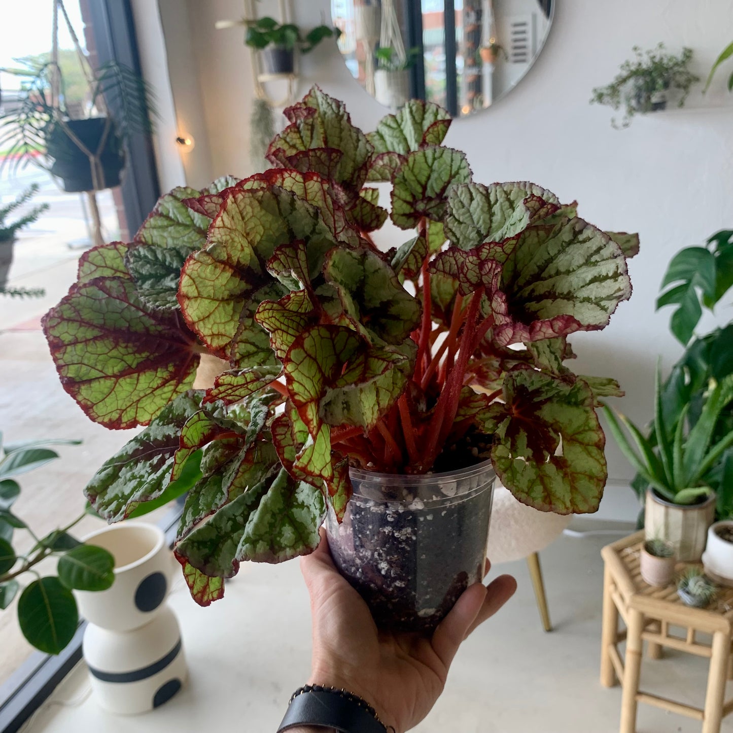 Rex Begonia