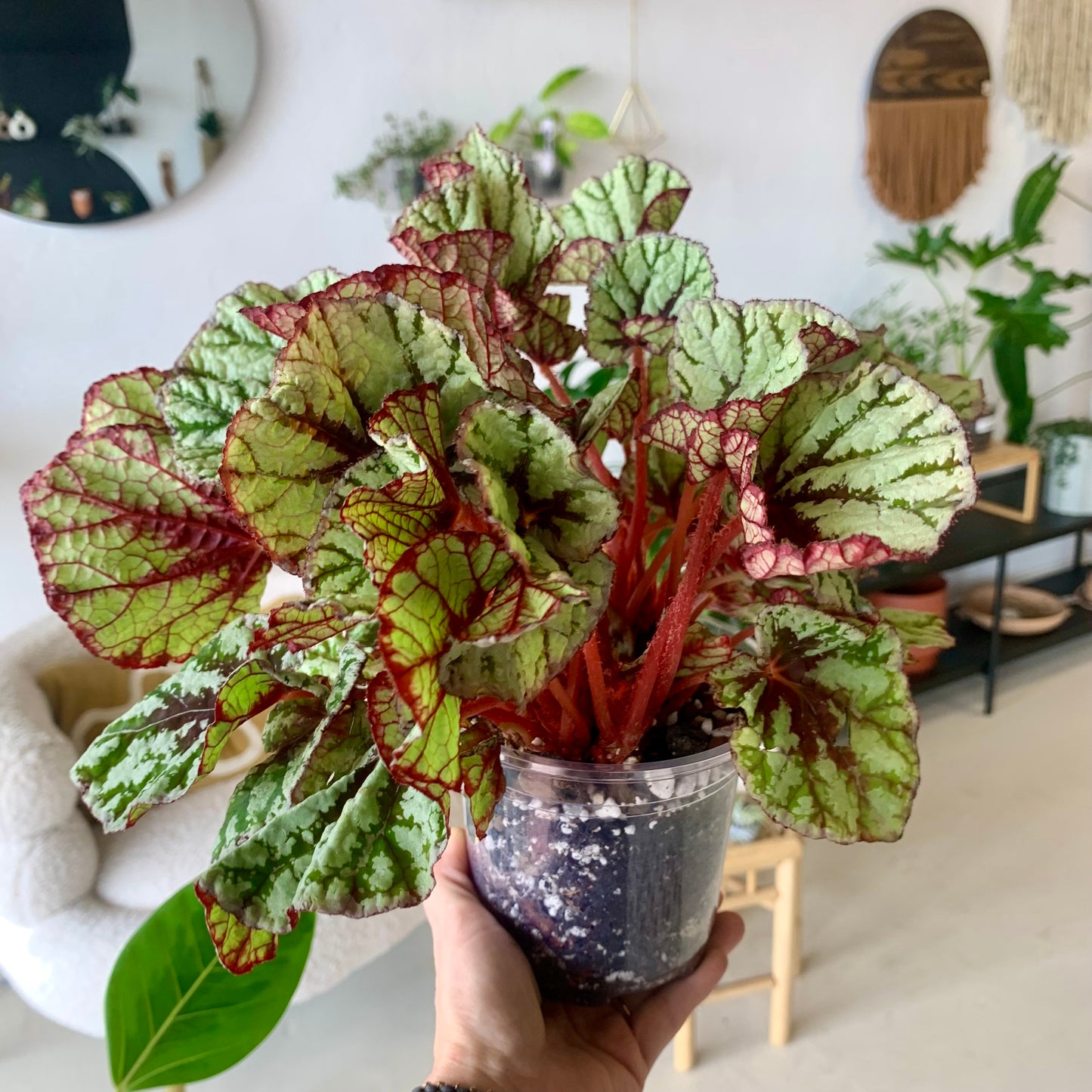 Rex Begonia