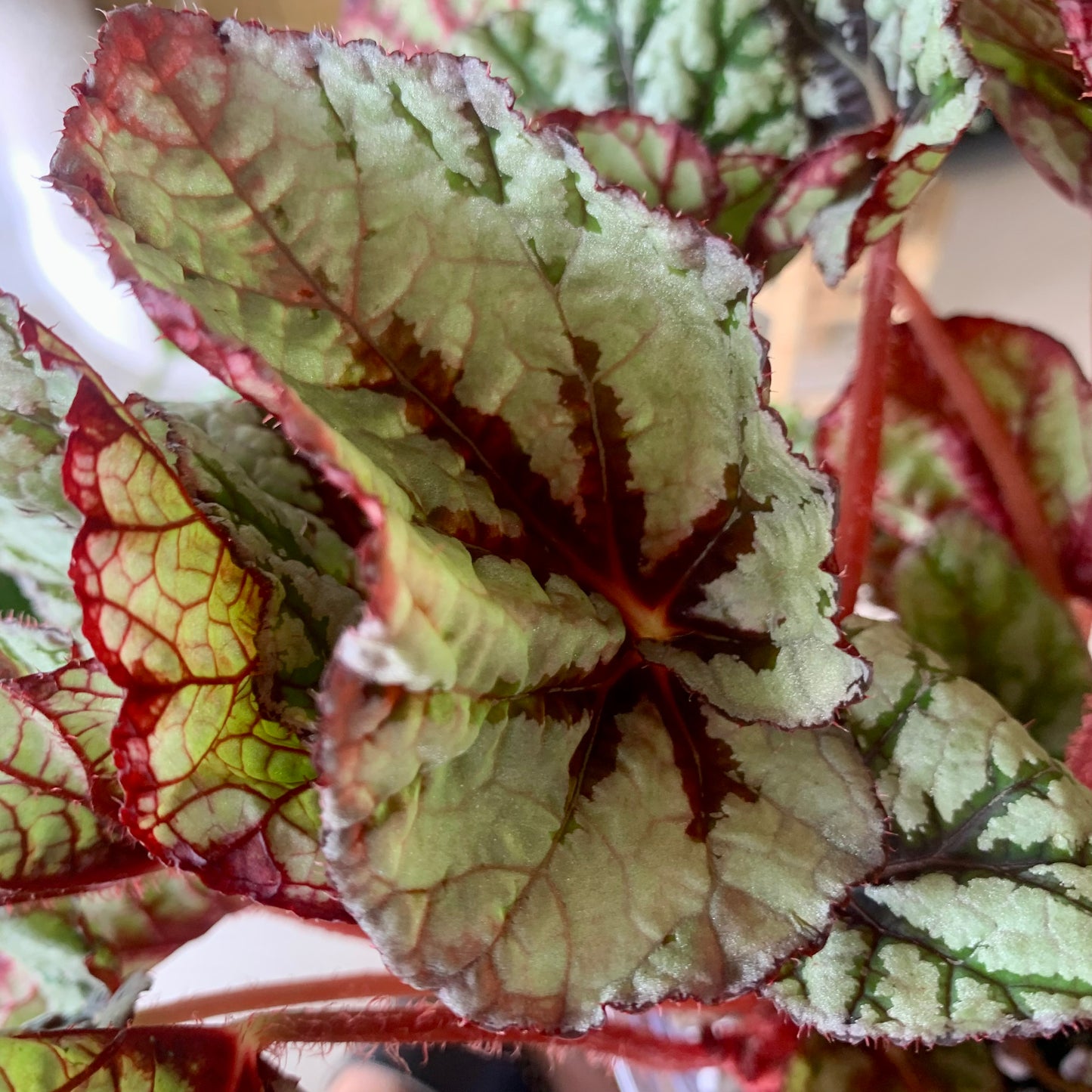 Rex Begonia