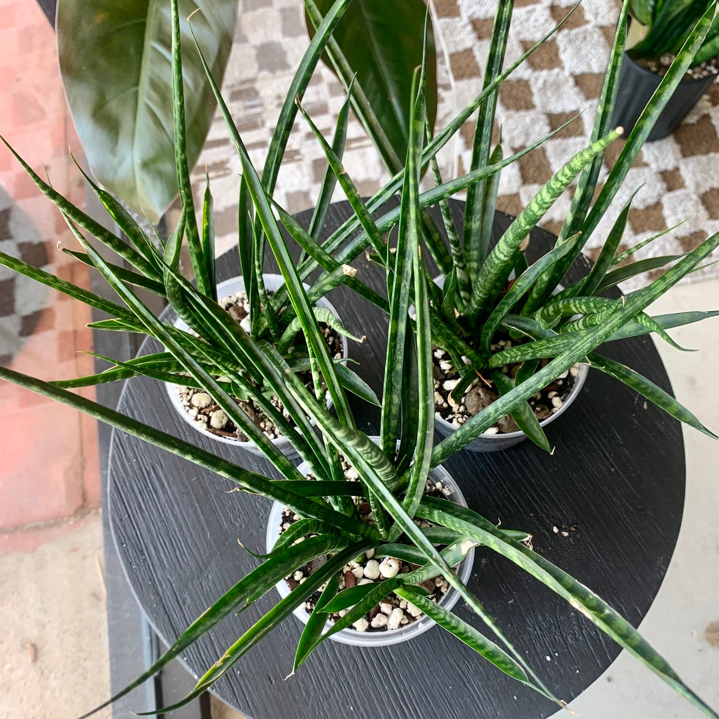 Fernwood Snake Plant