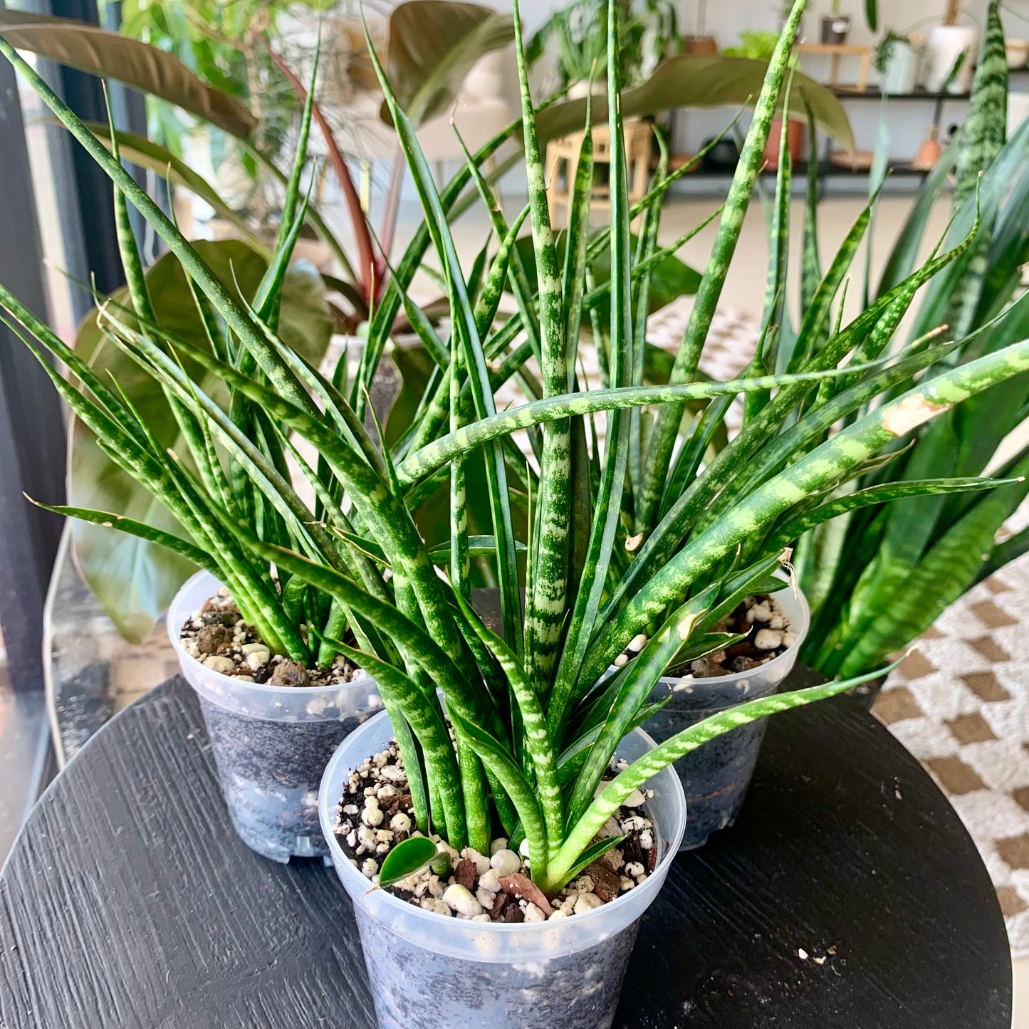 Fernwood Snake Plant