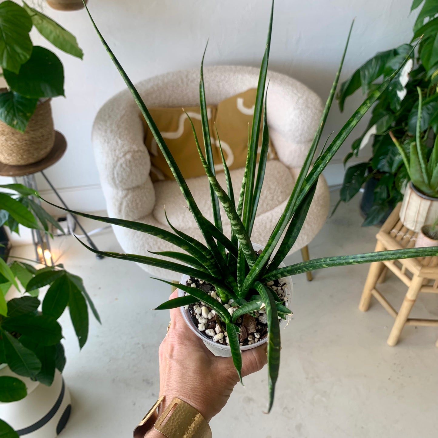 Fernwood Snake Plant