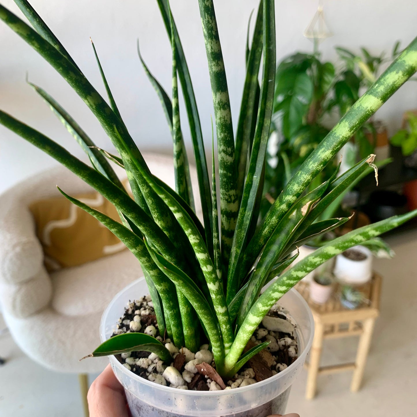 Fernwood Snake Plant