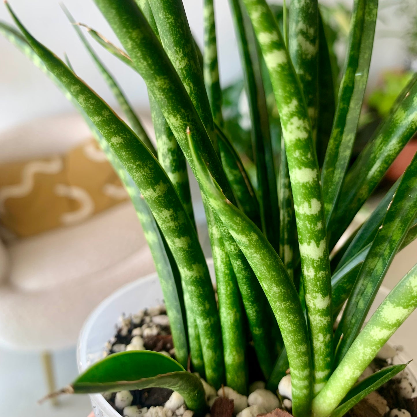 Fernwood Snake Plant