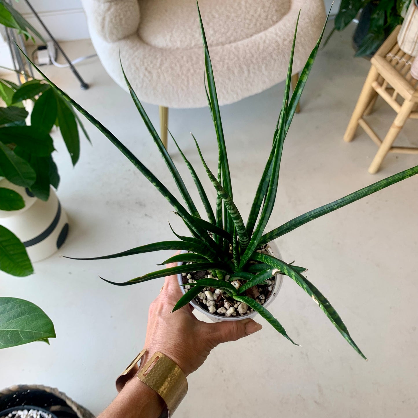 Fernwood Snake Plant