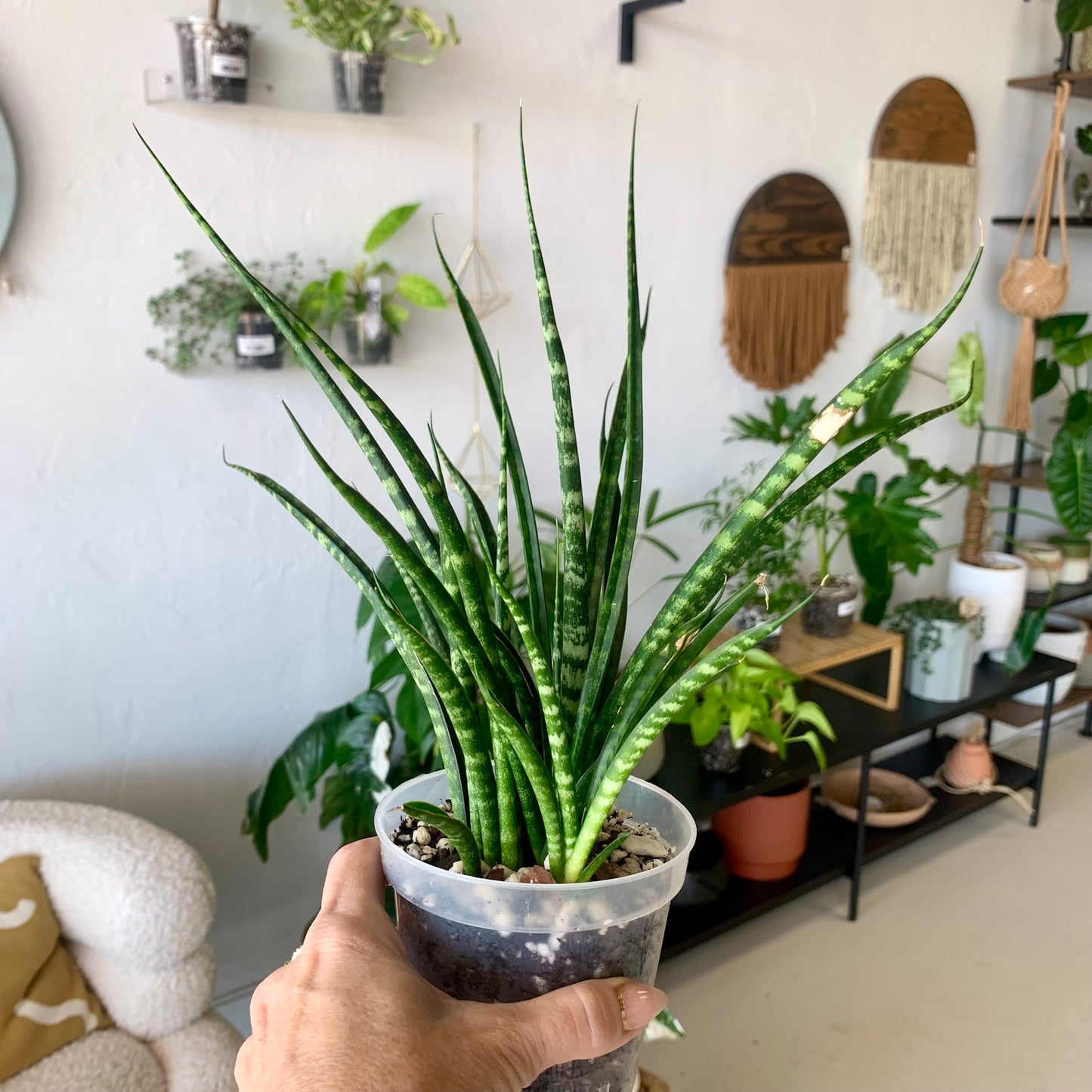 Fernwood Snake Plant