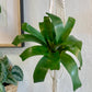 Vriesea Gigantea Nova