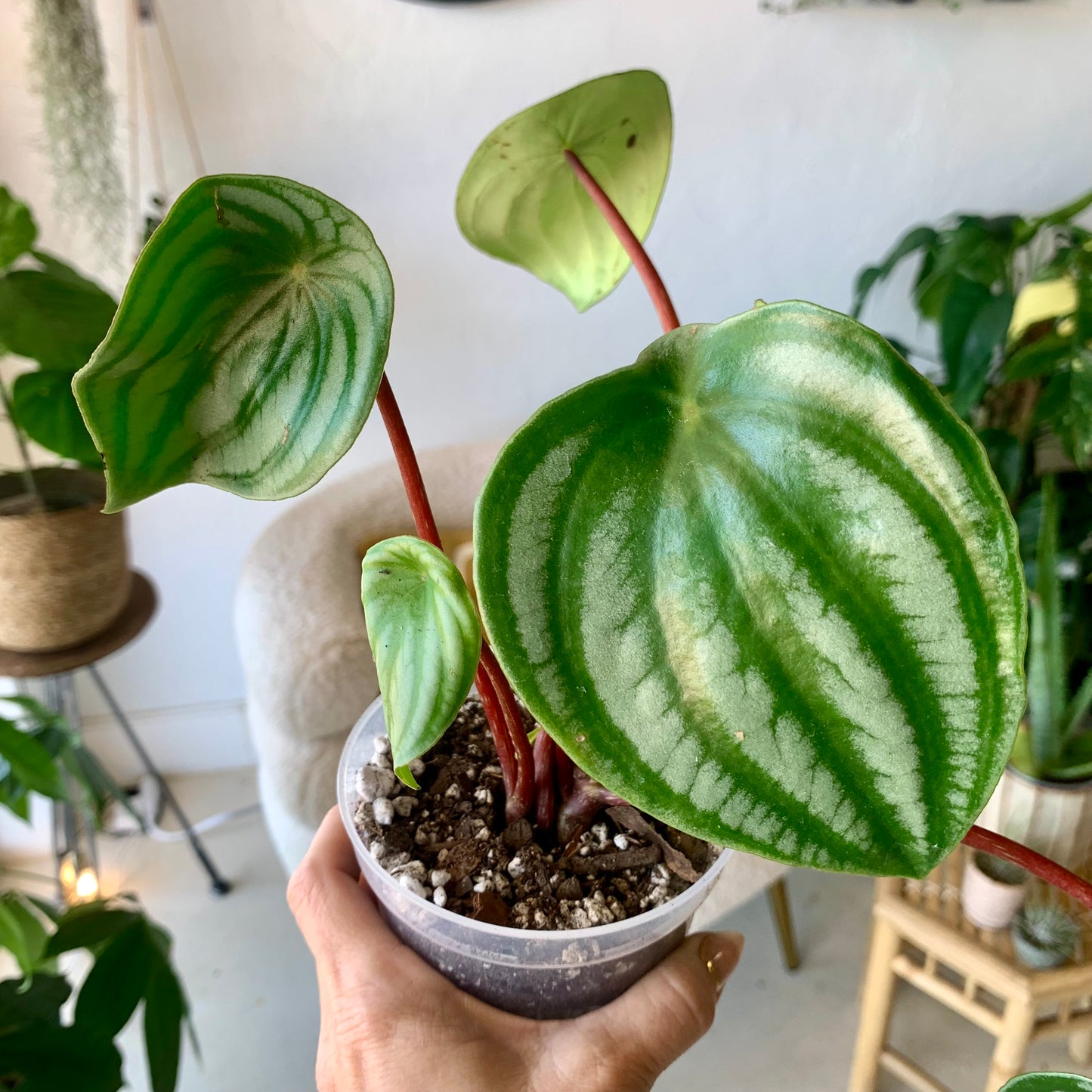 Watermelon Peperomia