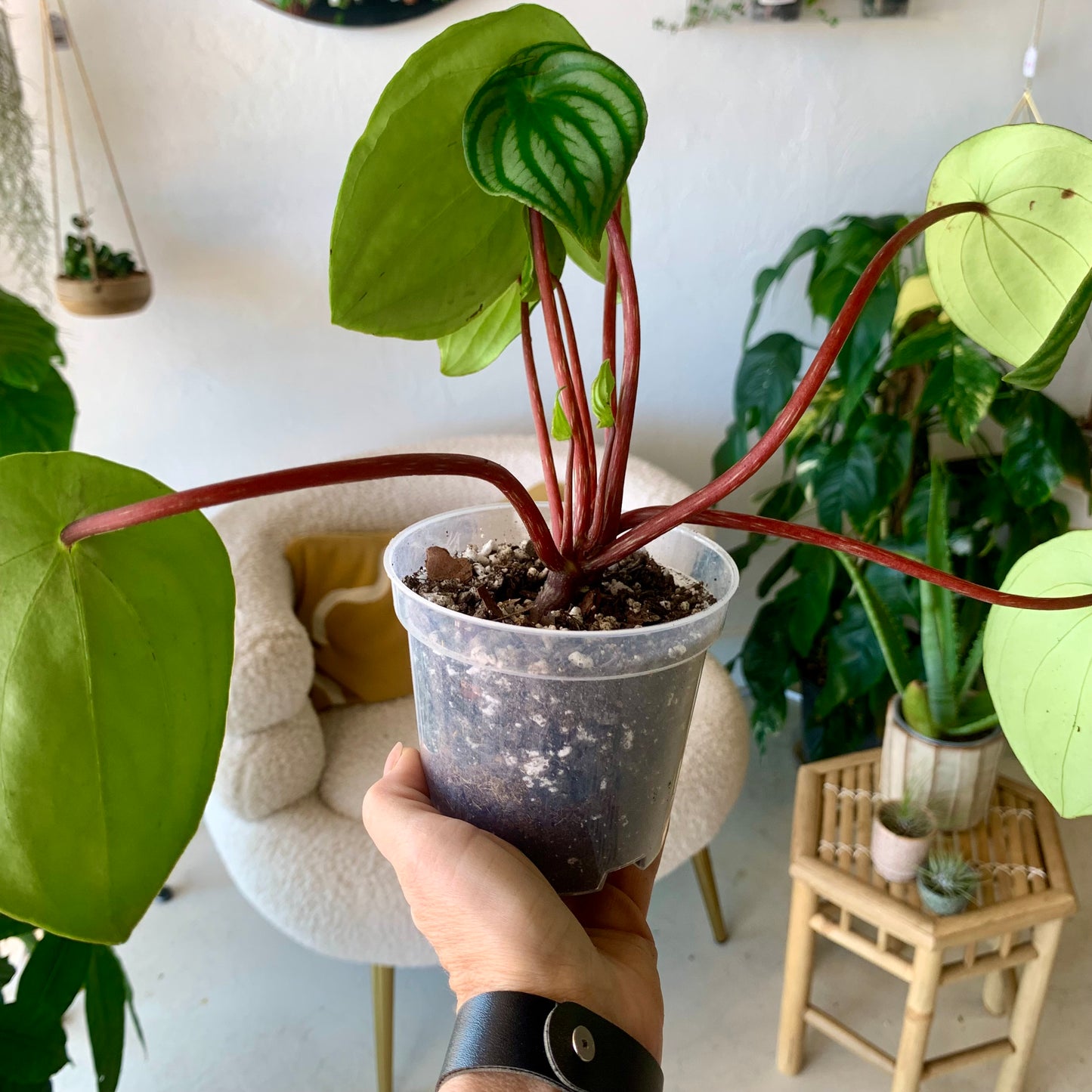 Watermelon Peperomia