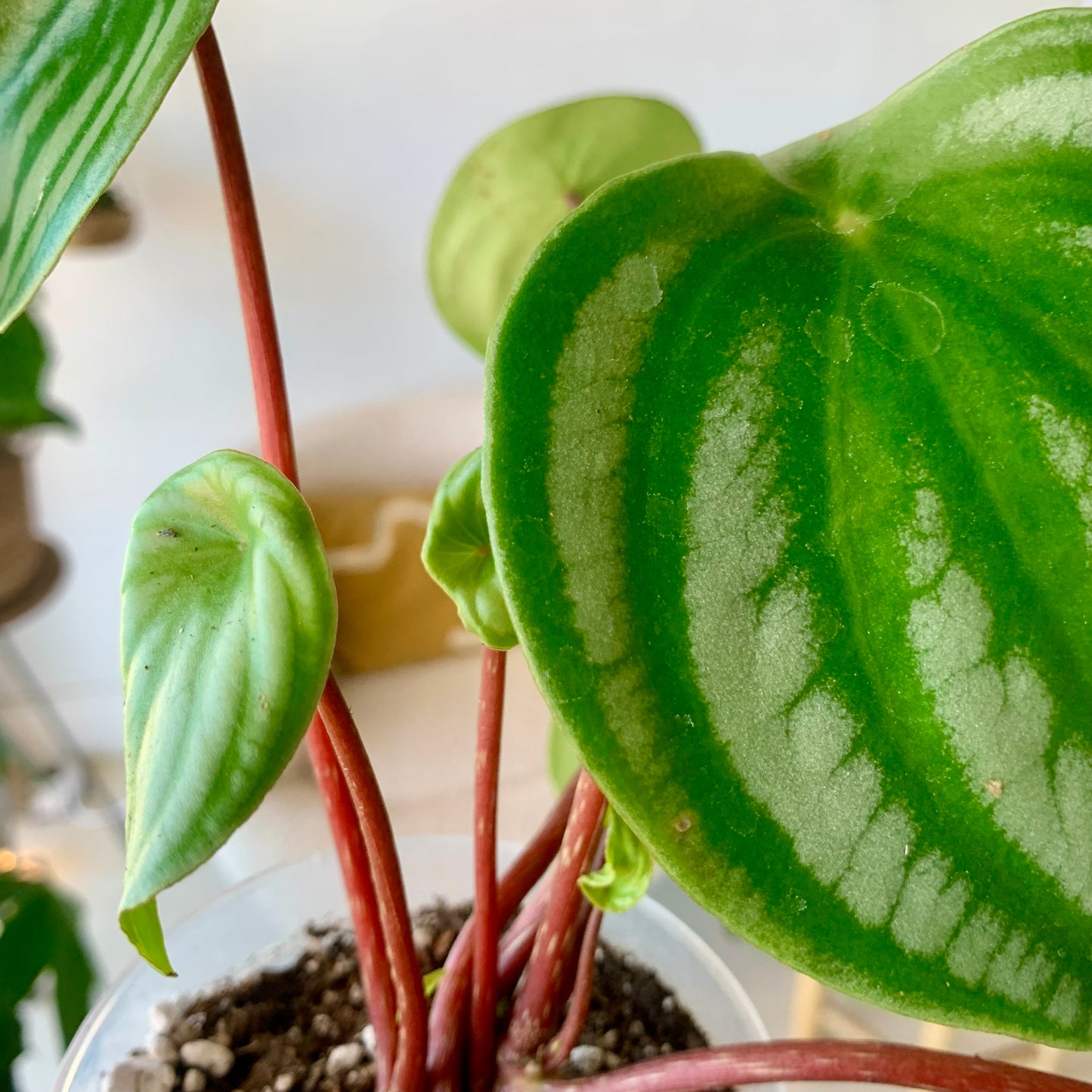 Watermelon Peperomia