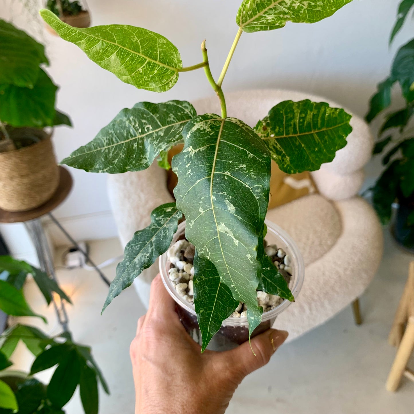 Ficus Aspera Mosaic Fig