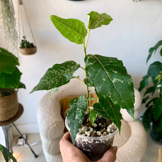 Ficus Aspera Mosaic Fig