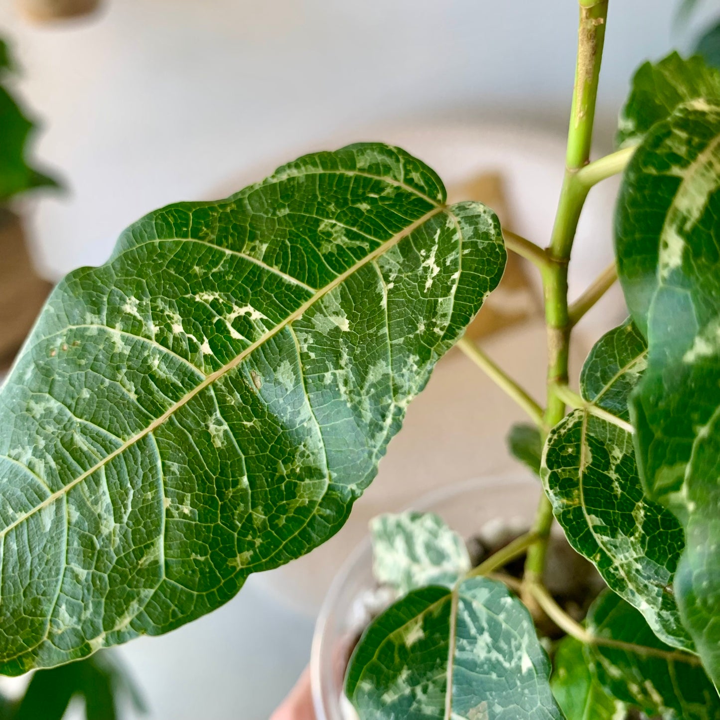 Ficus Aspera Mosaic Fig