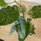 Ficus Aspera Mosaic Fig