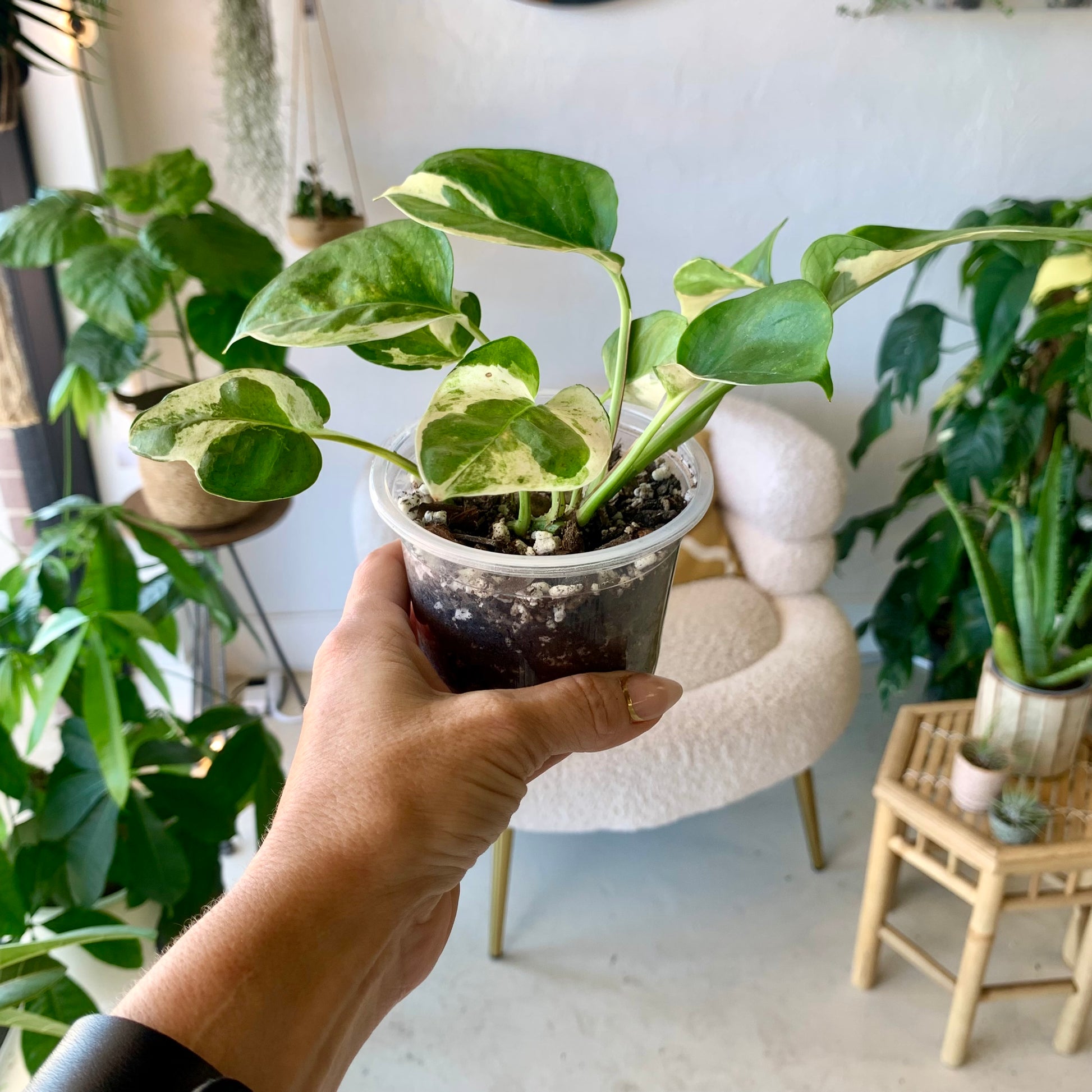 Pearls and Jade Pothos 3"