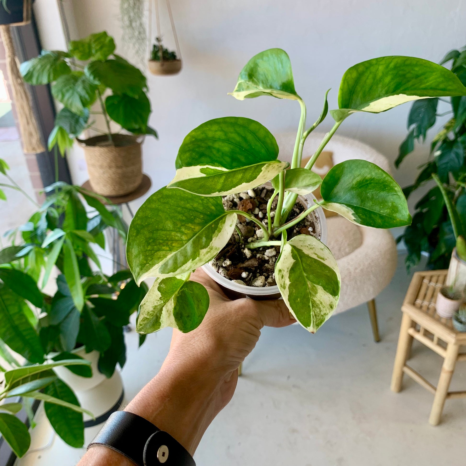 Pearls and Jade Pothos 3"