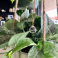 Crystal Ball Plant Jewelry