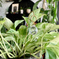 Crystal Ball Plant Jewelry