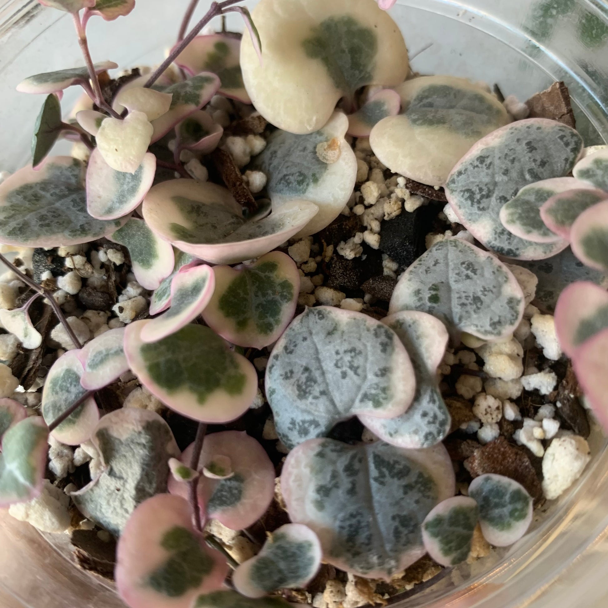 Variegated String of Hearts