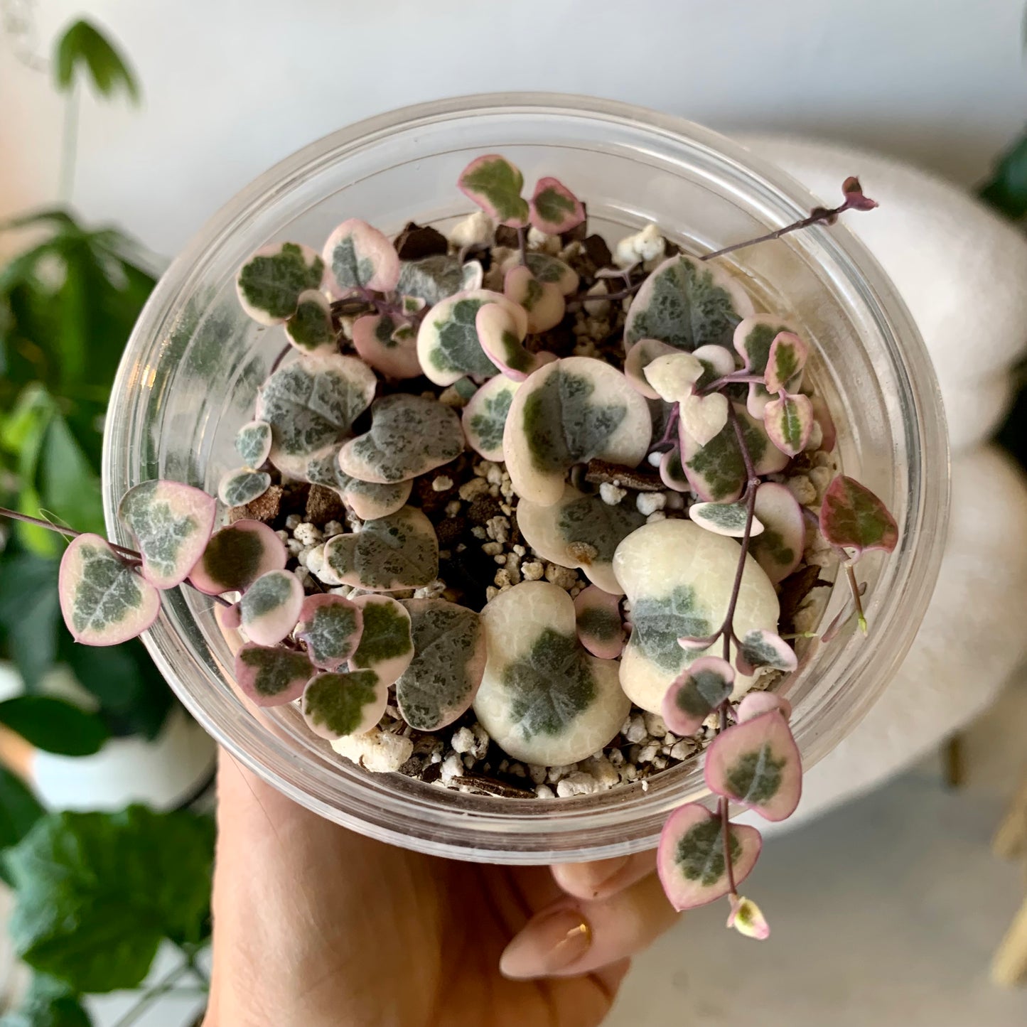 Variegated String of Hearts