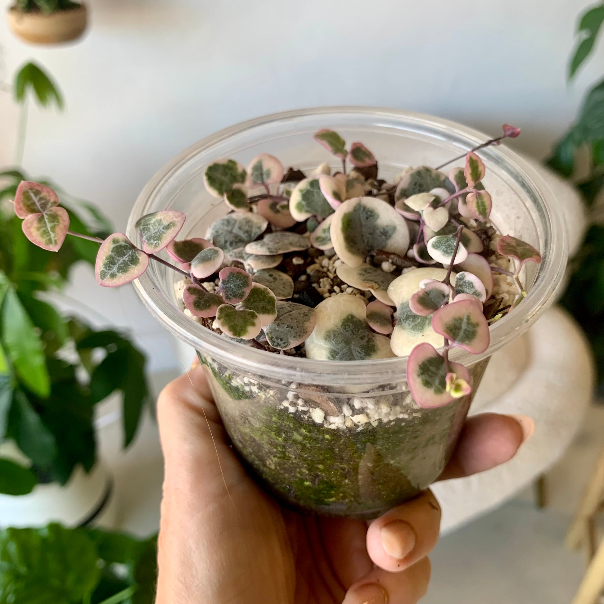 Variegated String of Hearts