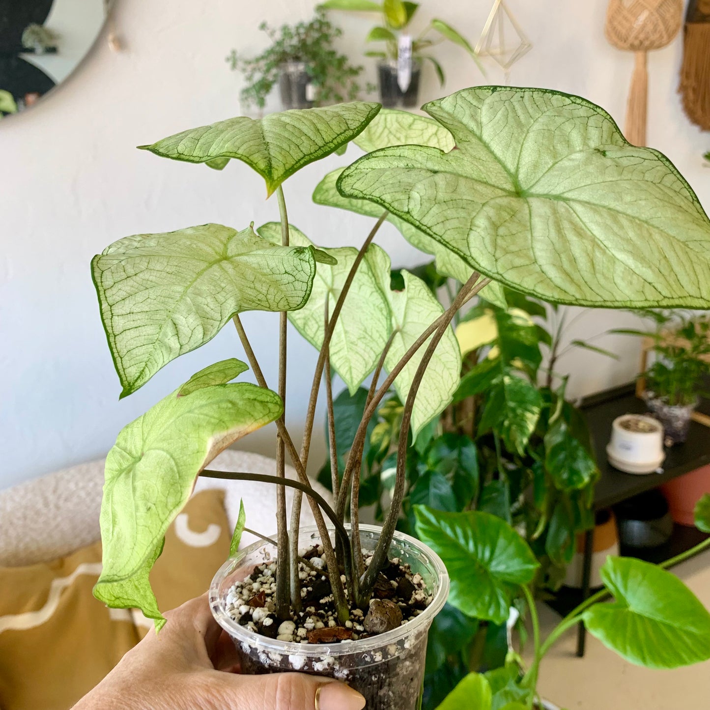 Garden White Caladium