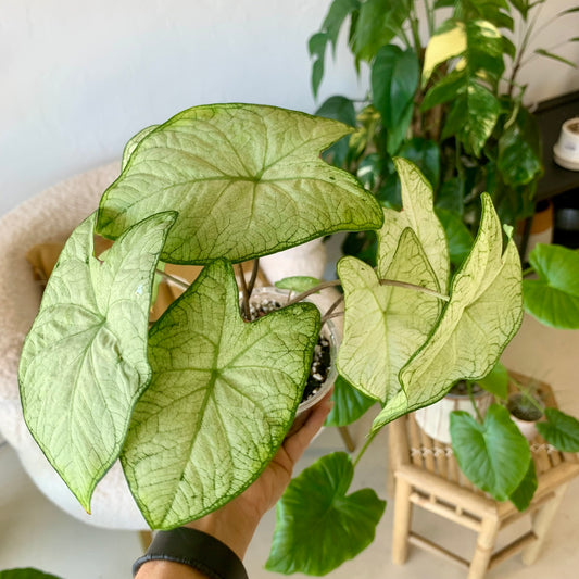 Garden White Caladium