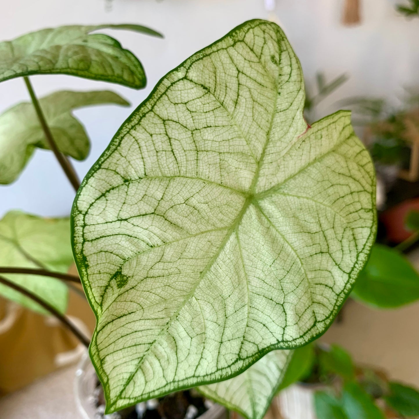 Garden White Caladium