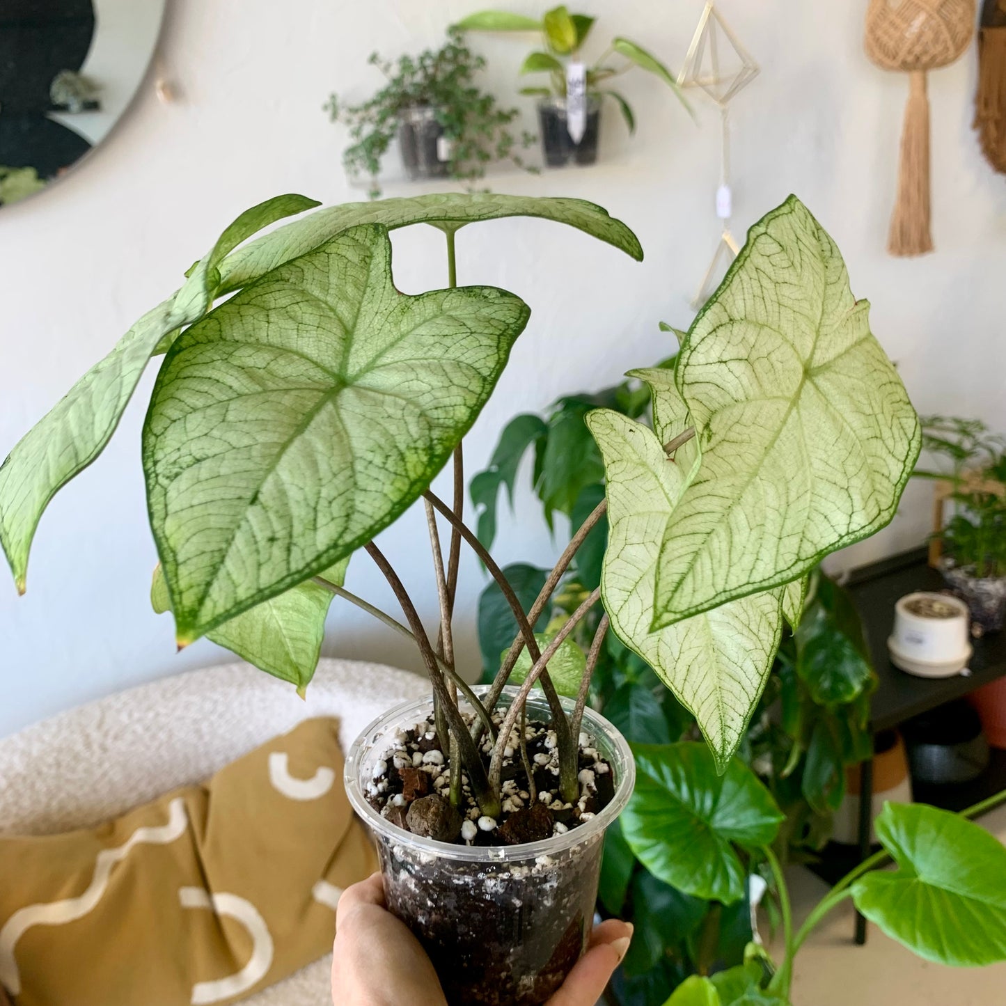 Garden White Caladium