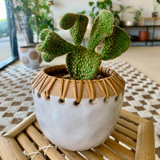 Potted Crazy Bunny Ears Cactus