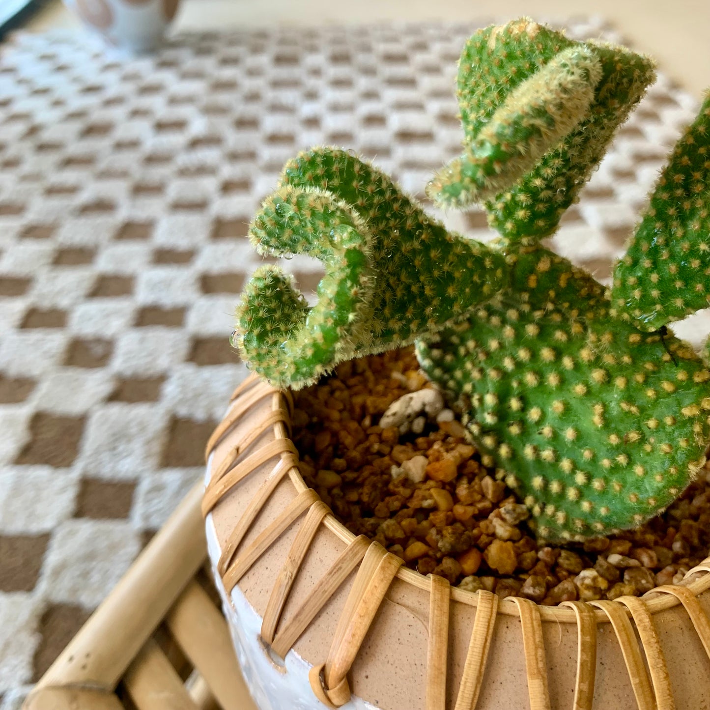 Potted Crazy Bunny Ears Cactus