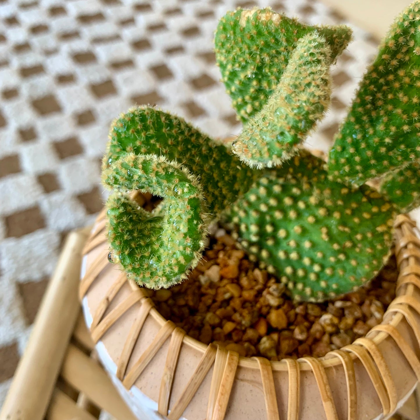 Potted Crazy Bunny Ears Cactus