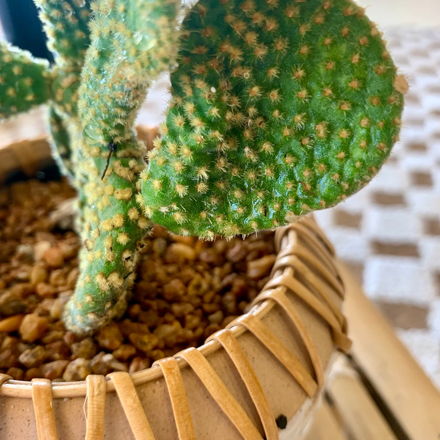 Potted Crazy Bunny Ears Cactus