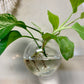Glass Wall Hanging Dish