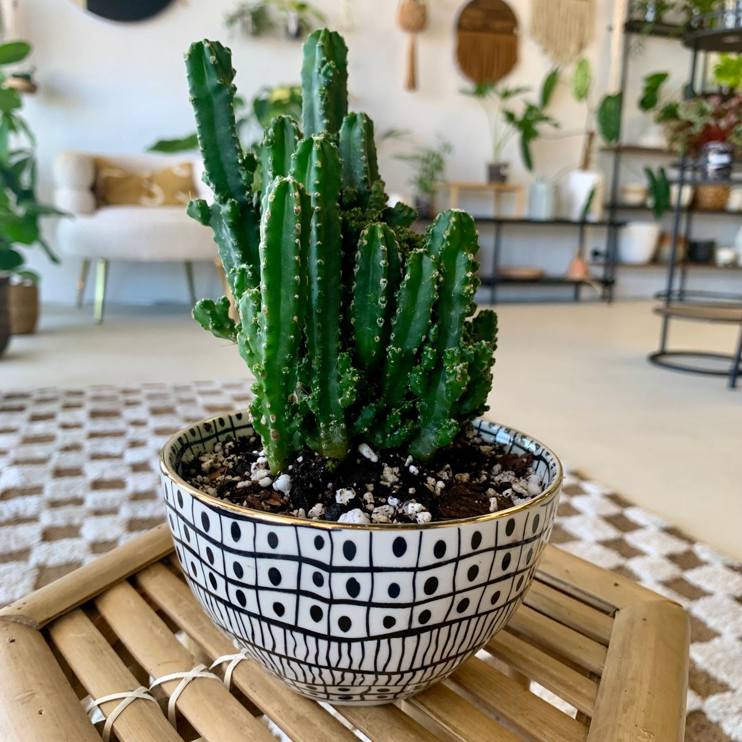 Potted Fairy Castle Cactus