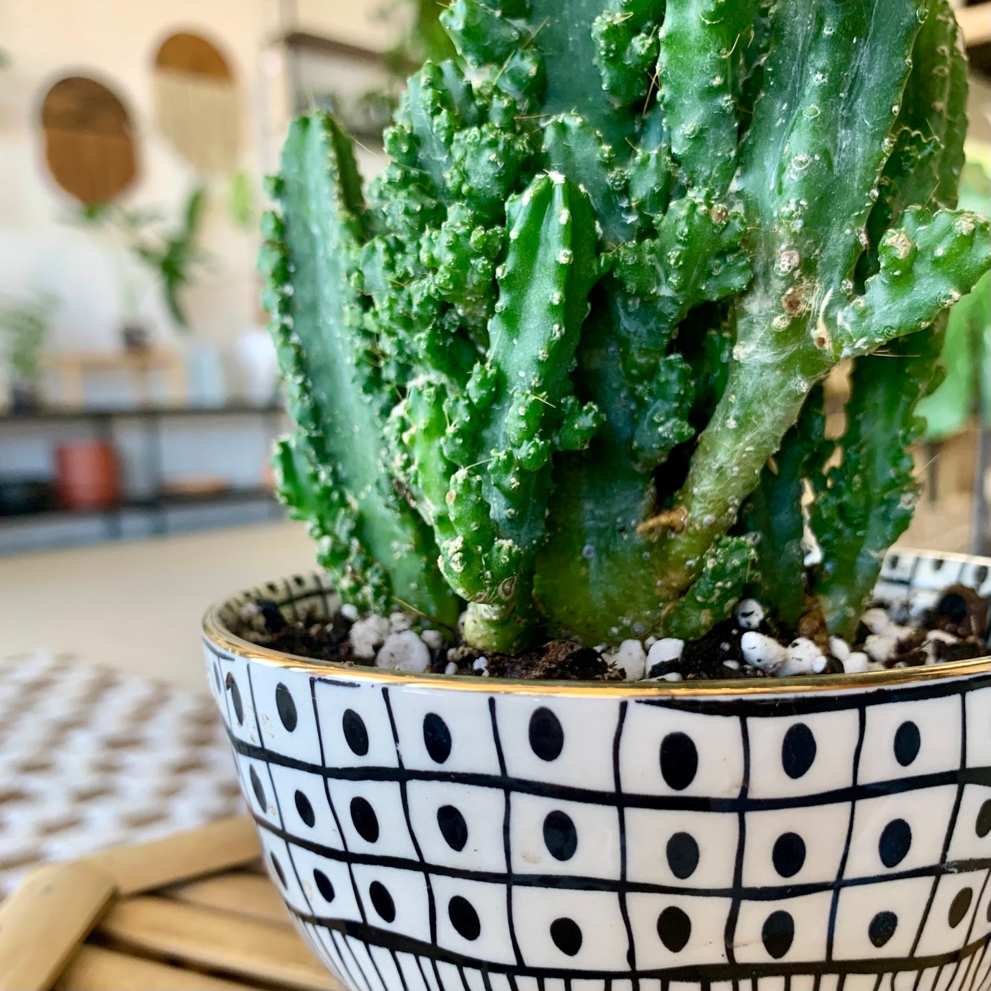 Potted Fairy Castle Cactus