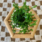 Potted Watch Chain Succulent