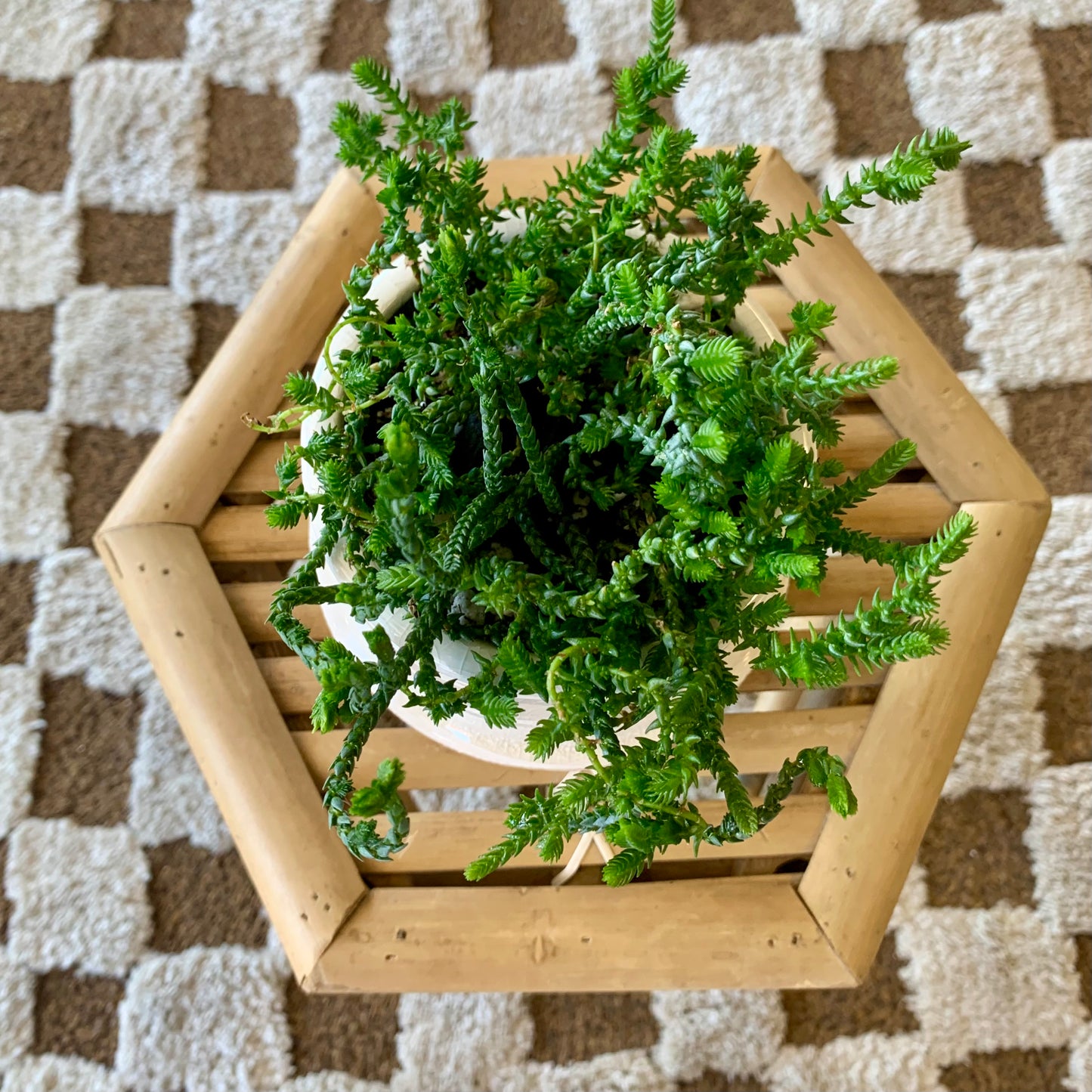 Potted Watch Chain Succulent