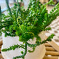 Potted Watch Chain Succulent