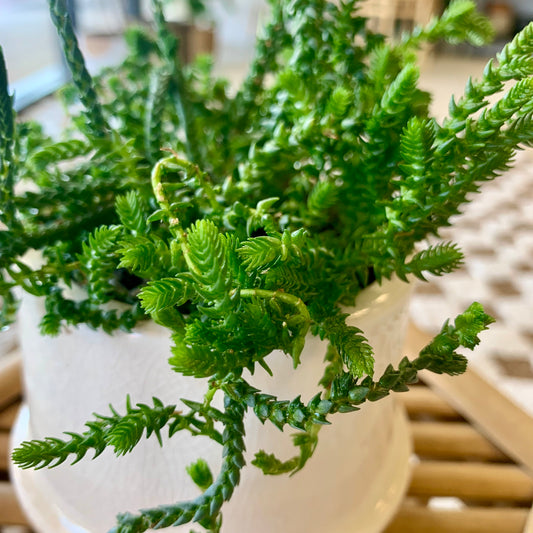 Potted Watch Chain Succulent