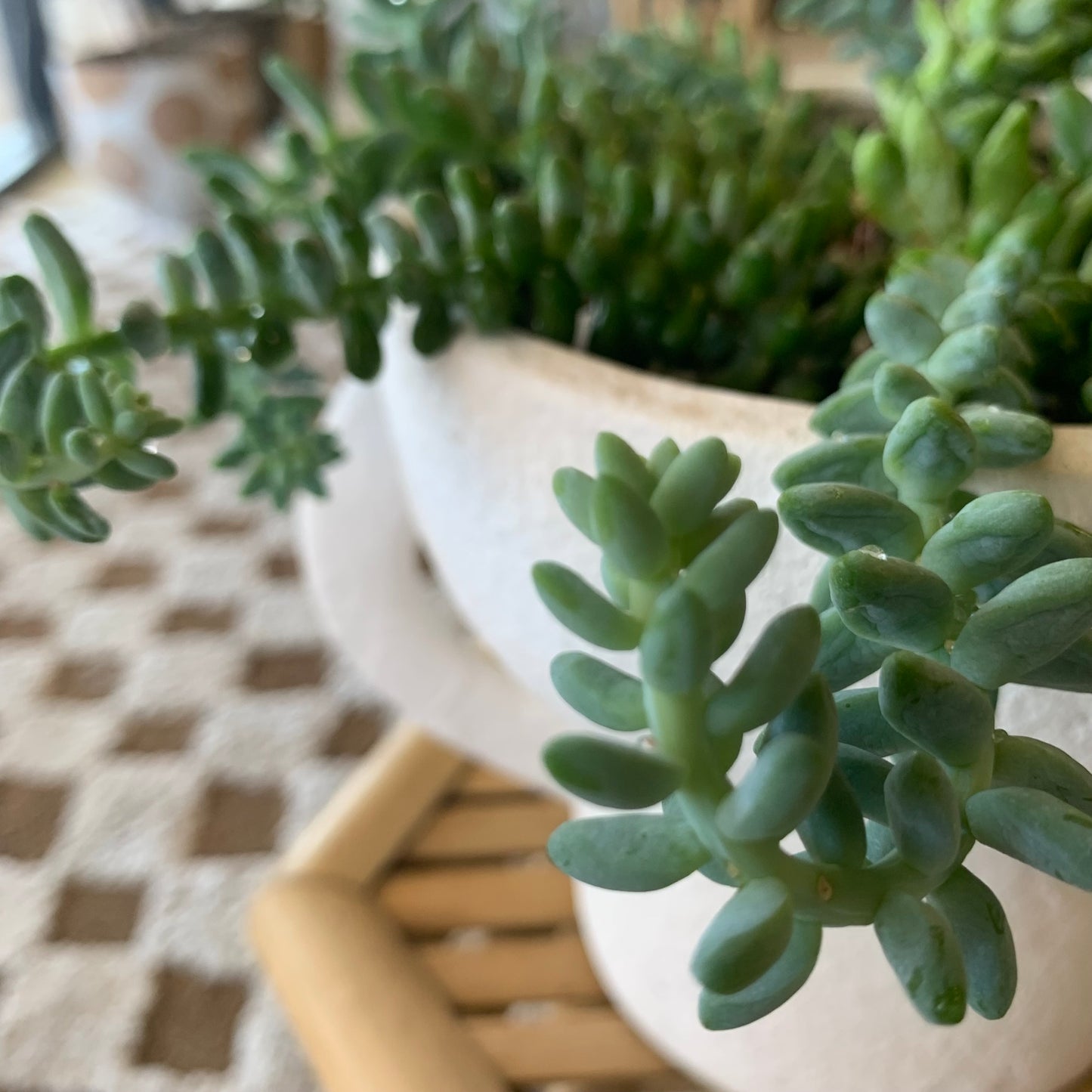 Potted Sedum