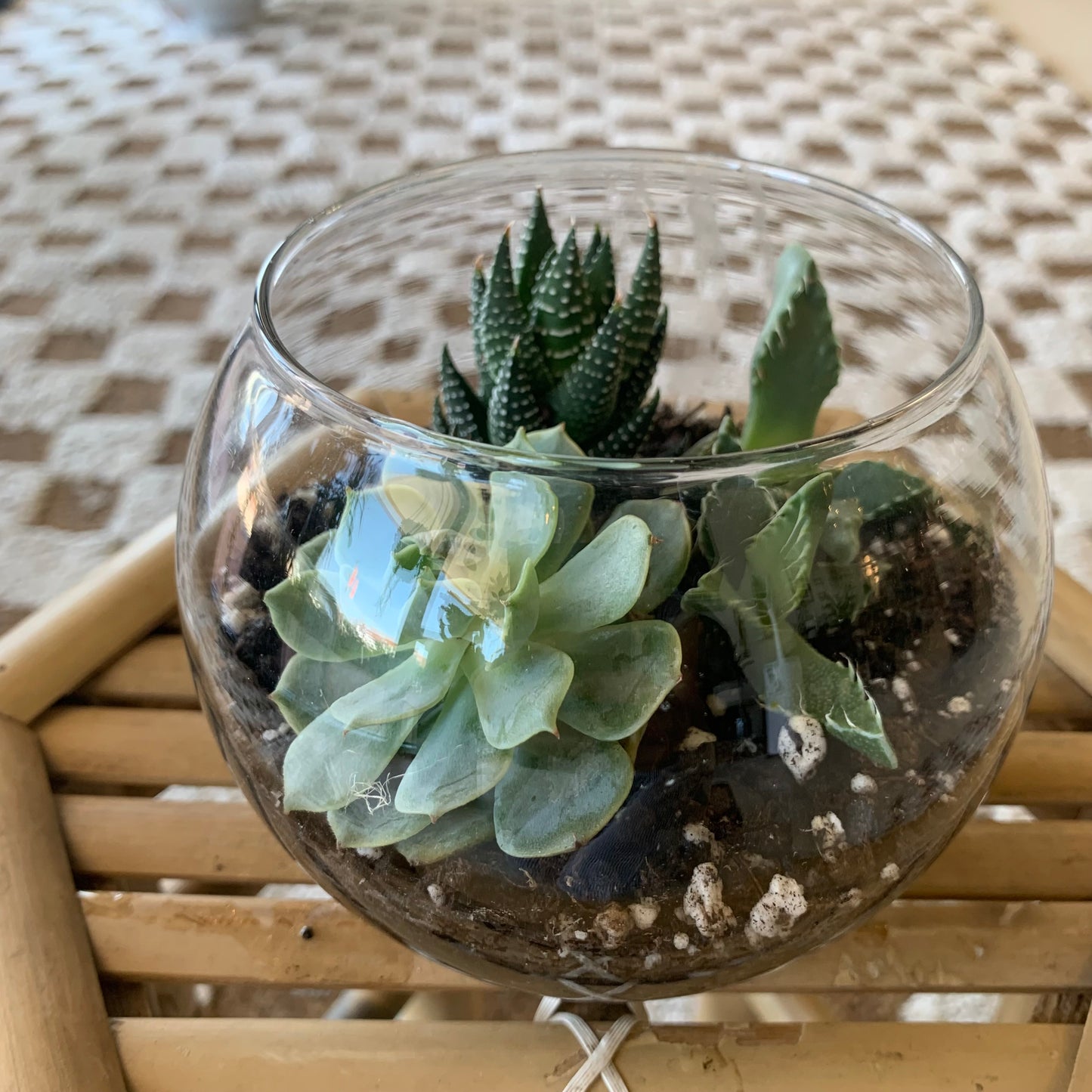 Succulent Terrarium